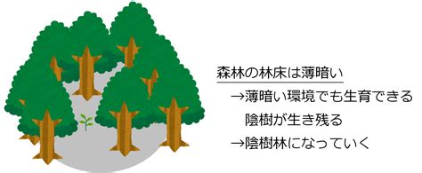 陰木|陰樹と陽樹の違いと代表的な樹木 